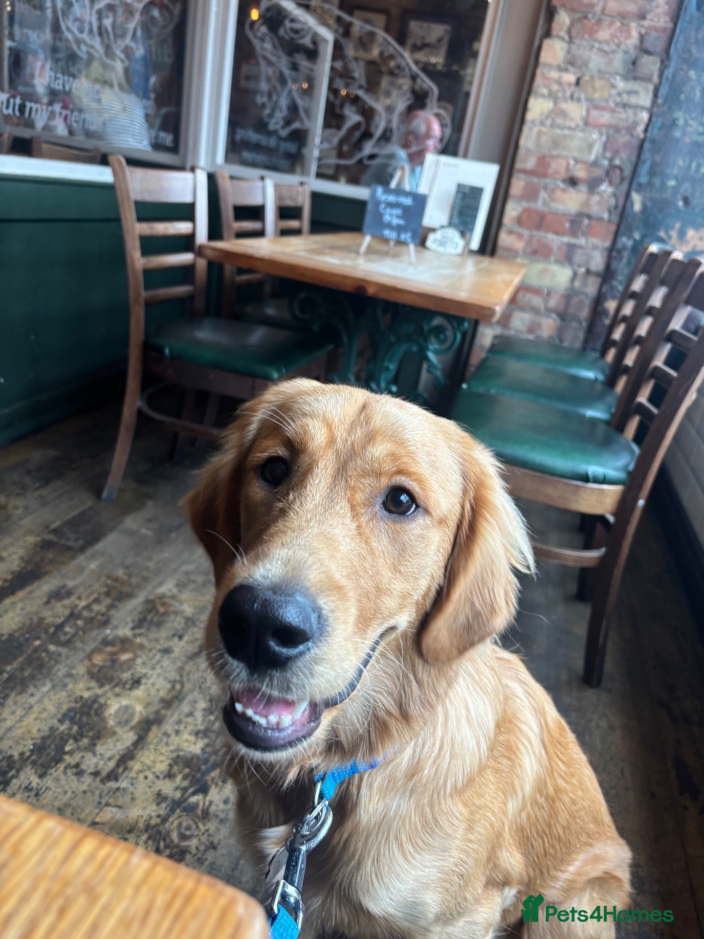 Golden Retriever dogs for sale: KC GOLDEN Retriever Boy   - Advert 9