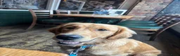 Golden Retriever dogs for sale: KC GOLDEN Retriever Boy   - Advert 1
