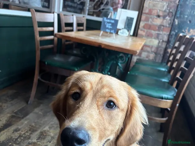 Golden Retriever dogs for sale: KC GOLDEN Retriever Boy - Advert 1