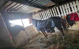 Irish Thoroughbred horses for sale: 15'1 Thoroughbred For Sale - Image 10