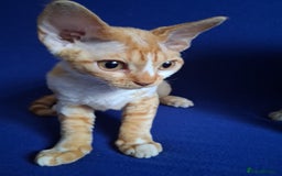 Devon Rex cats for sale: Adorable Devon Rex kittens for sale! - Image 2