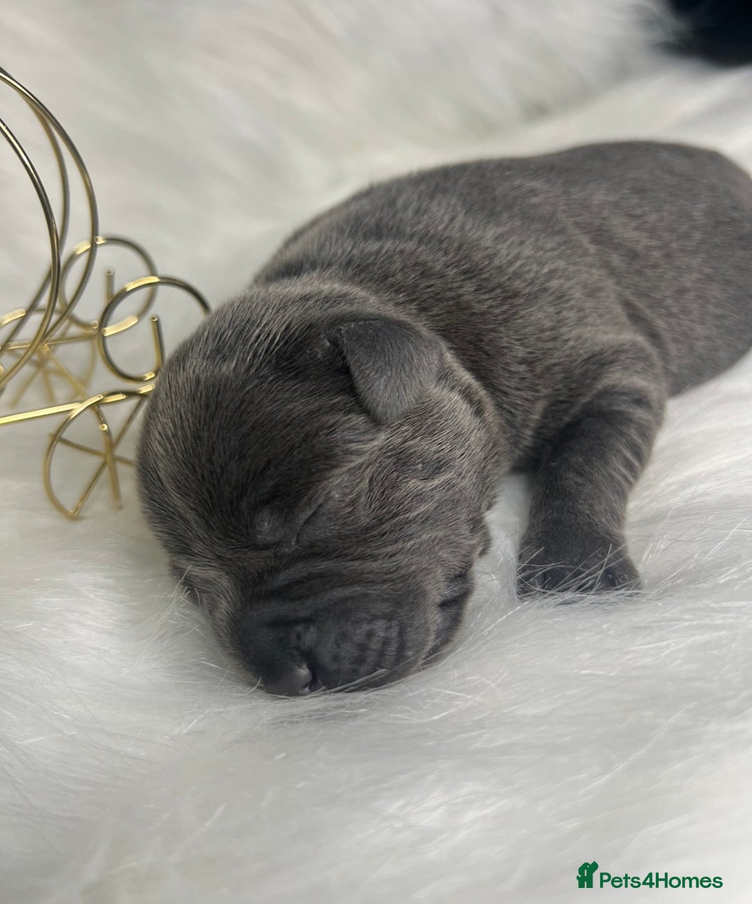 Staffordshire Bull Terrier dogs for sale: Champion Bloodline Blue Staffordshire BullTerriers - Advert 8