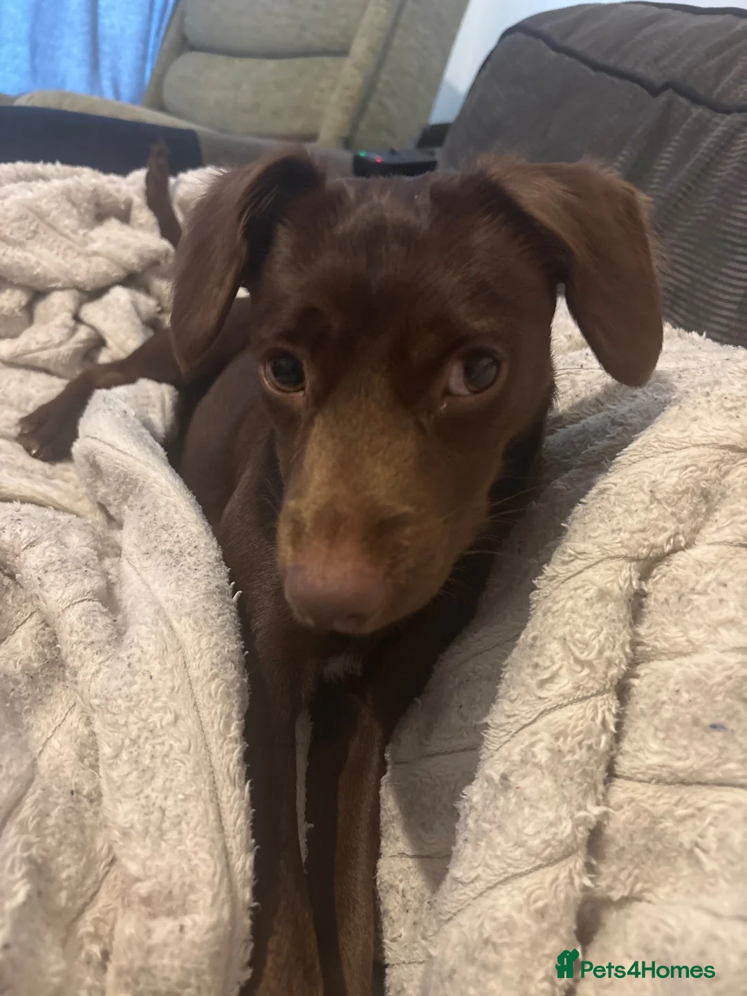 Mixed Breed dogs for sale: Fudge for Sale (1 yrs old 5 months) in Hemel Hempstead - Advert 1