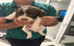 English Springer Spaniel dogs for sale: Working English Springer Spaniel  - Image 4