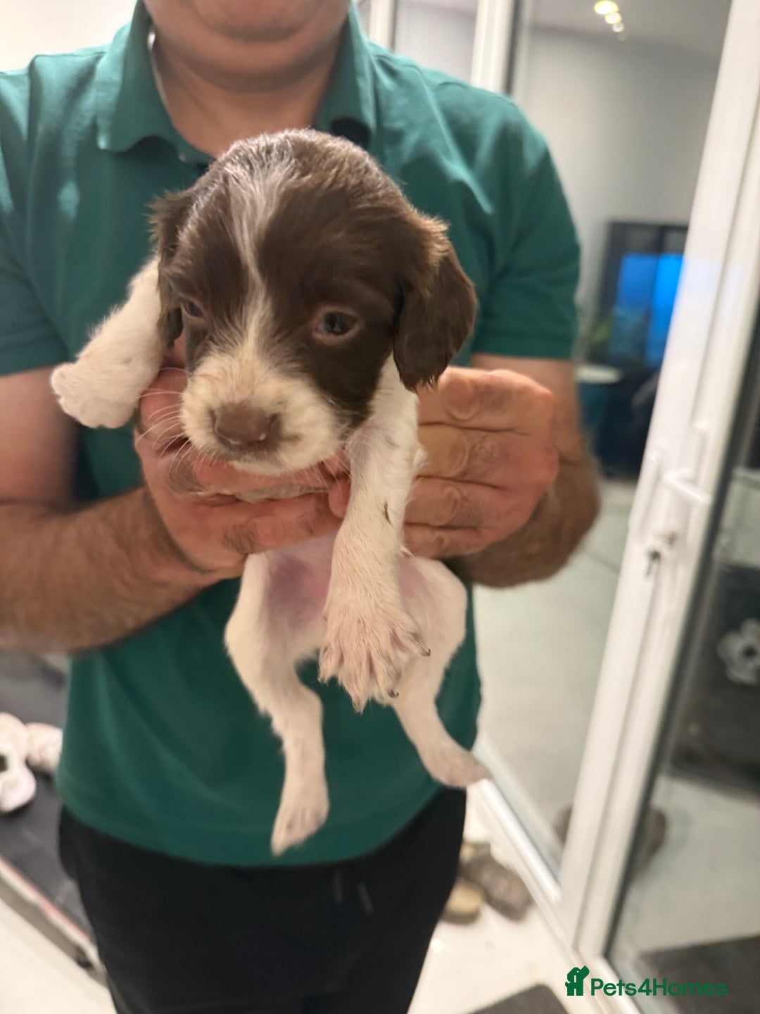 English Springer Spaniel dogs for sale: Working English Springer Spaniel  - Image 4