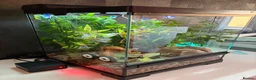 Gecko reptiles for sale: Crested Gecko and setup - Advert 4