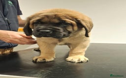 Mastiff dogs for sale: KC English Mastiff puppies READY NOW - Image 3