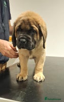 Mastiff dogs - Advert 4