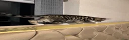 Mixed Breed cats for sale: Yohghj - Advert 3