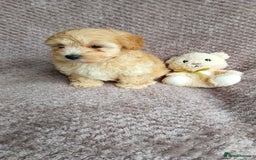 Maltipoo dogs for sale: F1 health tested toy (Asian) maltipoos🩷🩷 - Image 4