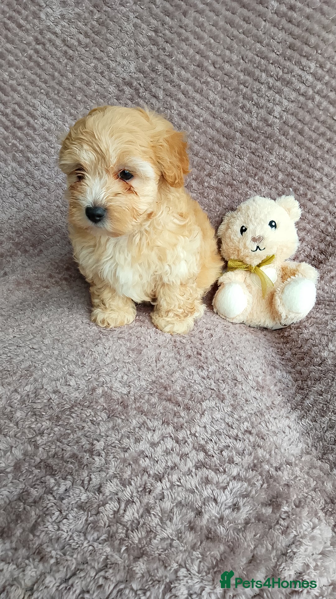 Maltipoo dogs for sale: F1 health tested toy (Asian) maltipoos🩷🩷 - Image 4