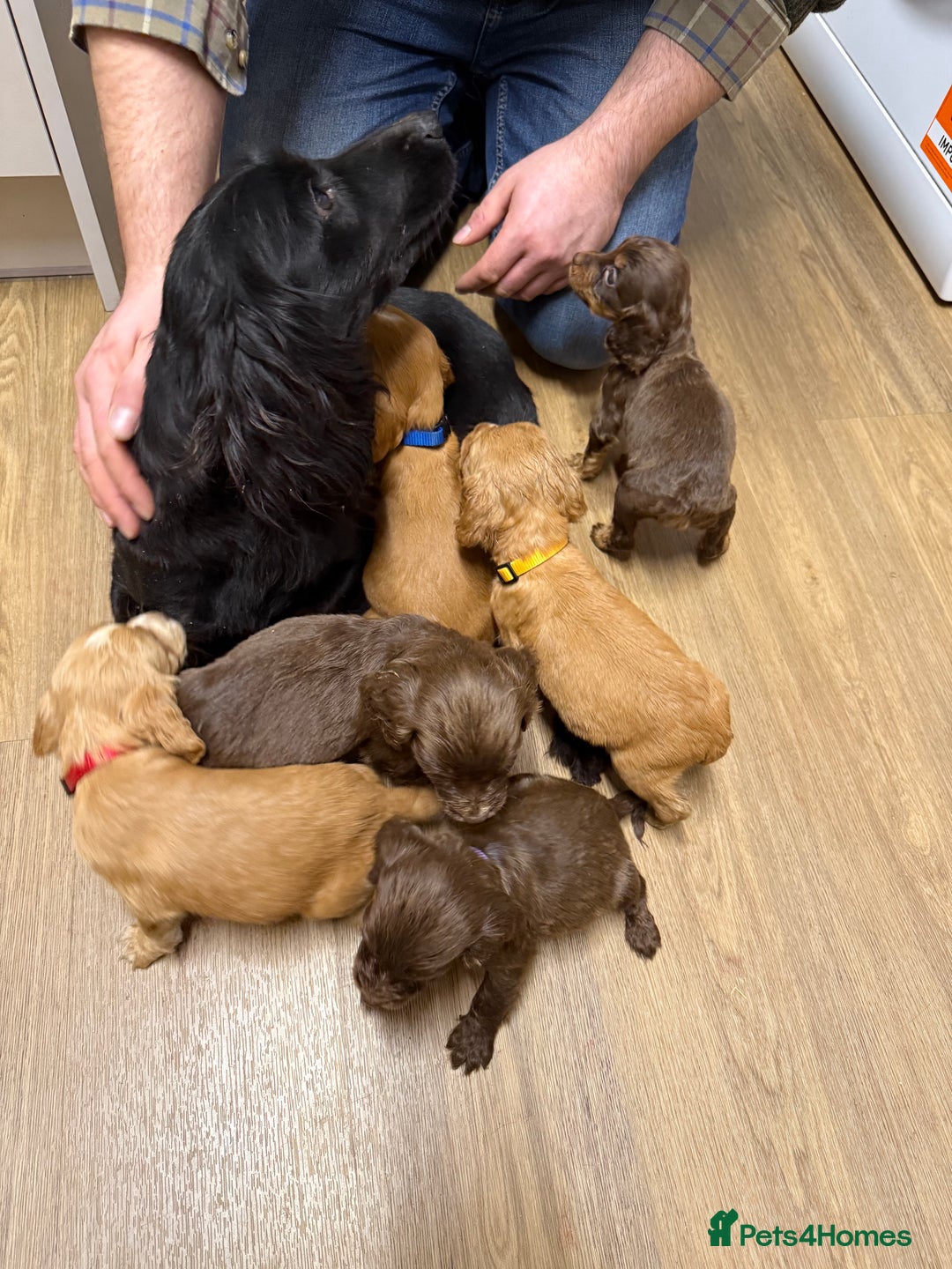 Cocker Spaniel dogs for sale: cocker spaniel puppies  - Advert 1
