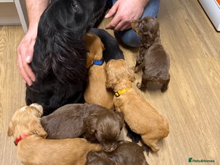 Cocker Spaniel dogs cocker spaniel puppies - Advert 1