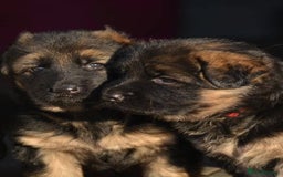 German Shepherd dogs for sale: 💥Champion🩸line KC Reg GermanShepherd puppy’s GSD - Image 4