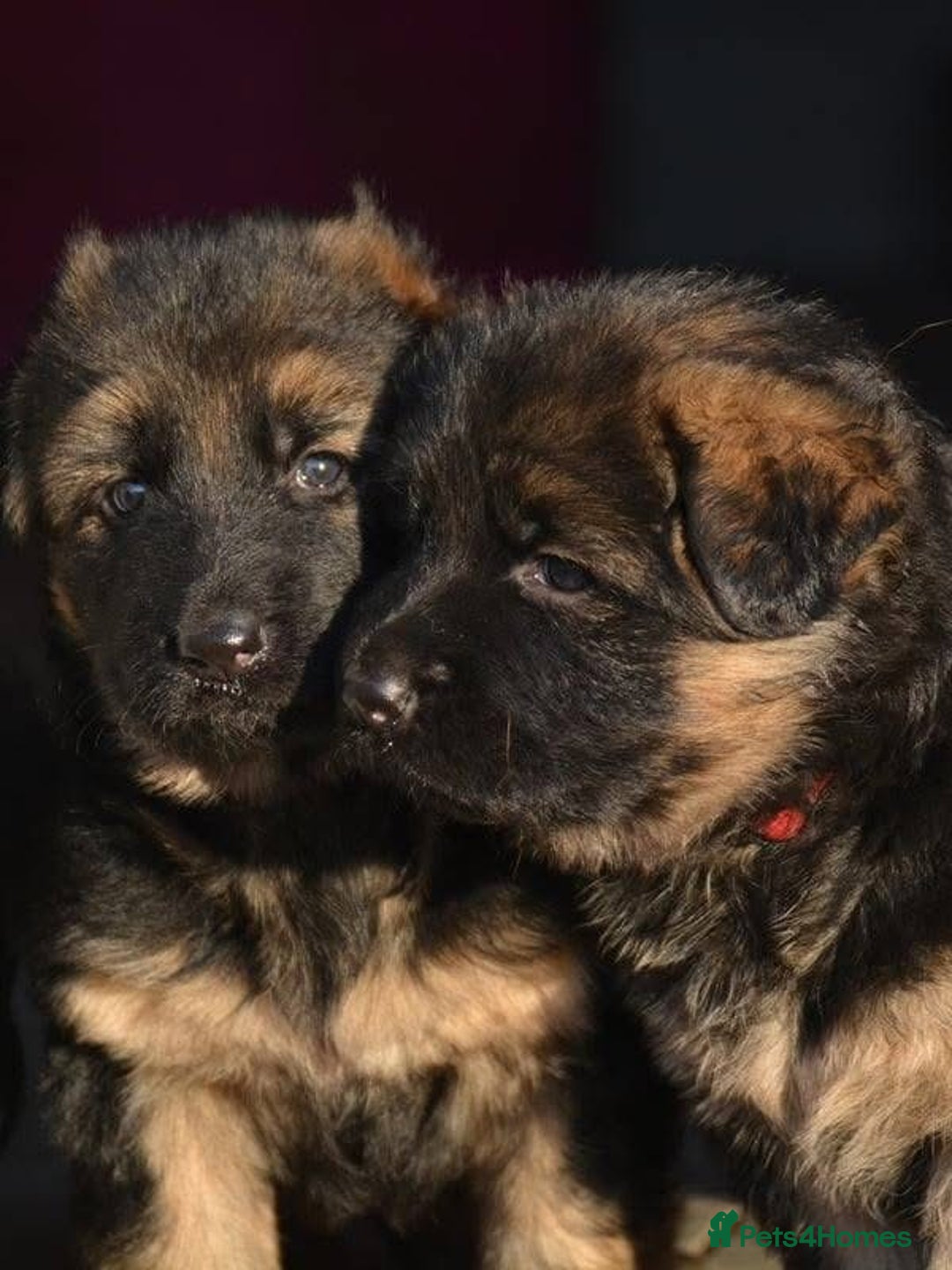German Shepherd dogs for sale: 💥Champion🩸line KC Reg GermanShepherd puppy’s GSD - Image 4