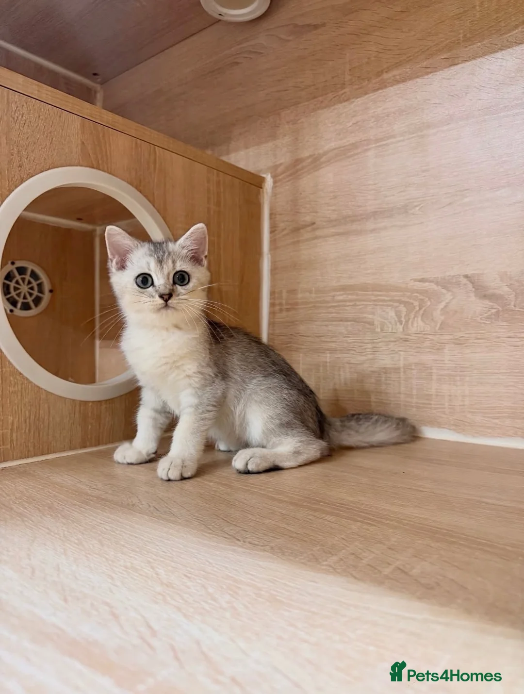 British Shorthair cats for sale: Blue Silver Shaded British Shorthair Kittens  - Advert 13