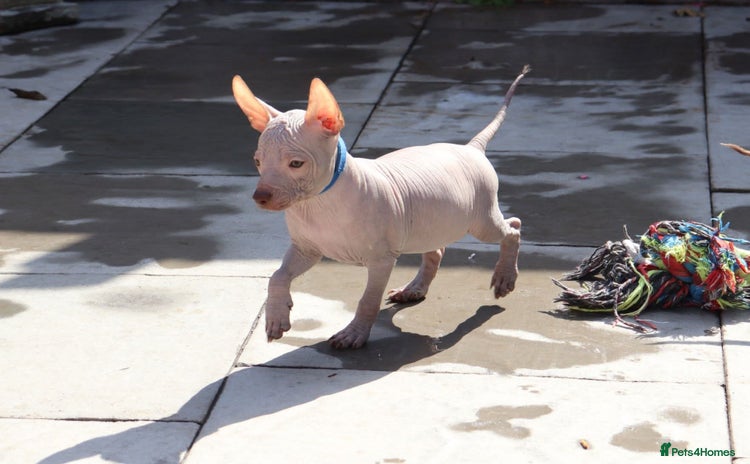 Mexican Hairless dogs - Advert 1