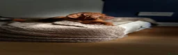 Hungarian Vizsla dogs for sale: 🇭🇺 Hungarian Vizsla puppies 🇭🇺 - Advert 12
