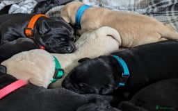 Labrador Retriever dogs for sale: Stunning labrador puppies from good working lines - Advert 38