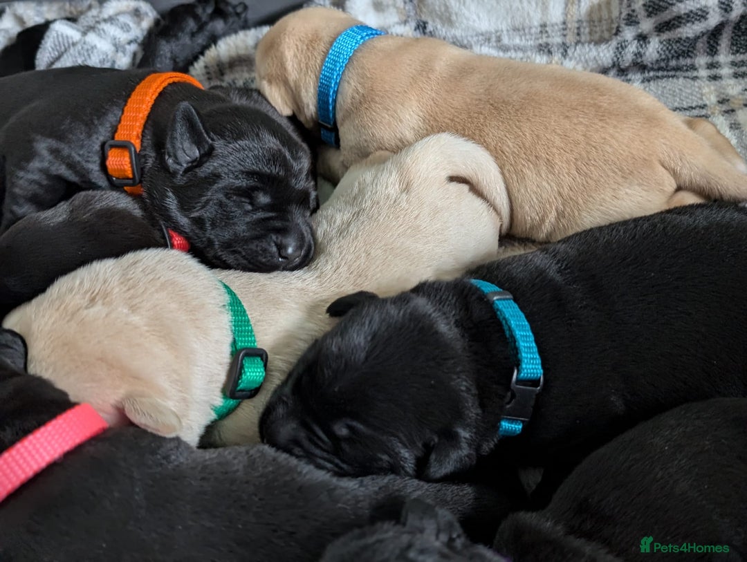 Labrador Retriever dogs for sale: Stunning labrador puppies from good working lines - Advert 38