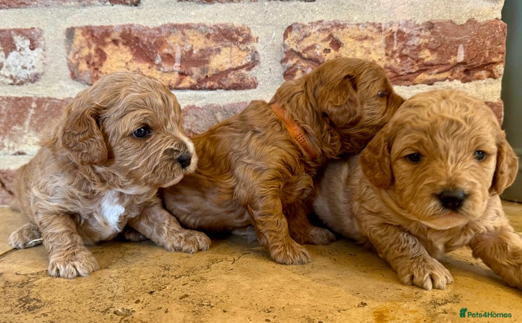 Cavapoo dogs - Advert 11