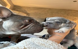 French Bulldog dogs for sale: French Bulldog female puppy - Lilac & Tan  - Image 5