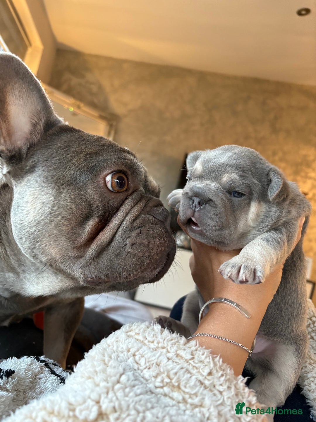 French Bulldog dogs for sale: French Bulldog female puppy - Lilac & Tan  - Image 5