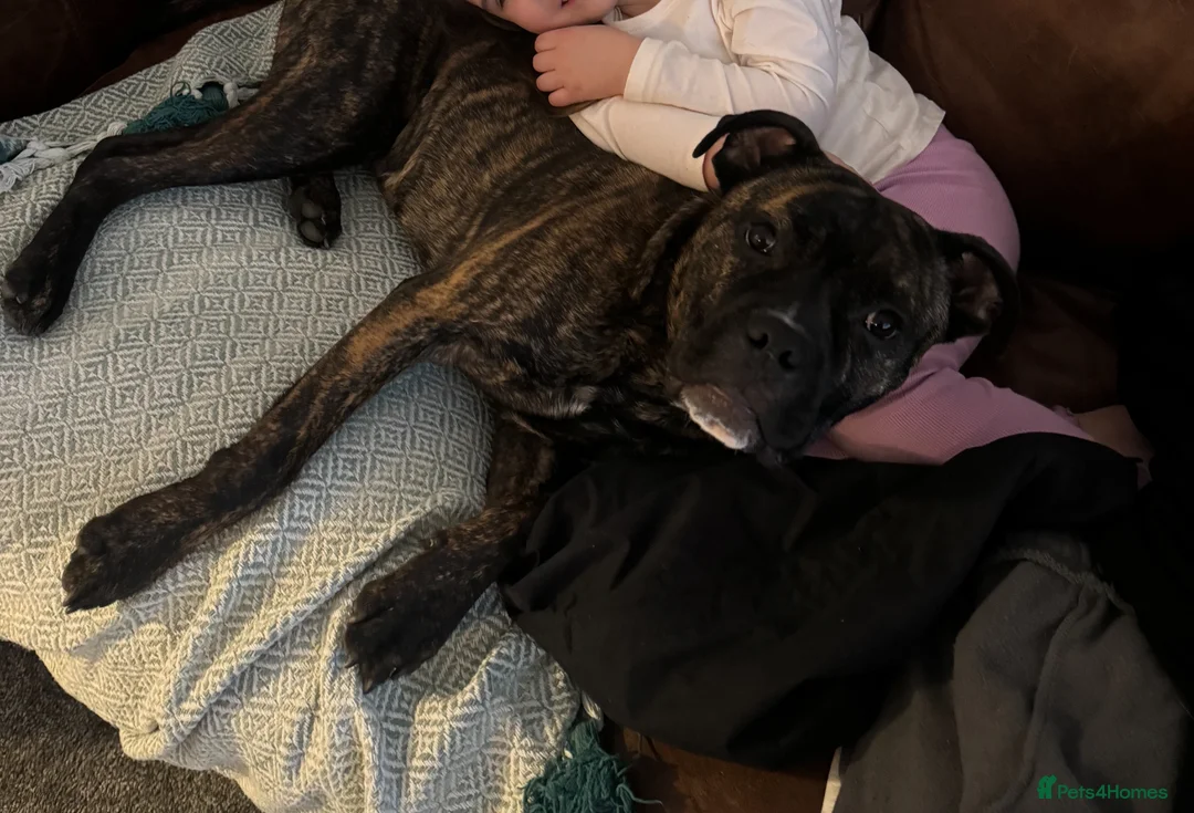 Mixed Breed dogs for sale: Cane Corso x Staff for rehoming  in Darlington - Advert 2
