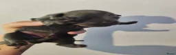 Staffordshire Bull Terrier dogs for sale: KC registered Staffordshire bull terrier puppies in Blaydon-on-Tyne - Advert 11