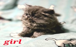 Persian cats for sale: GCCF REGISTERED KITTENS CHAMPION LINES - Image 12
