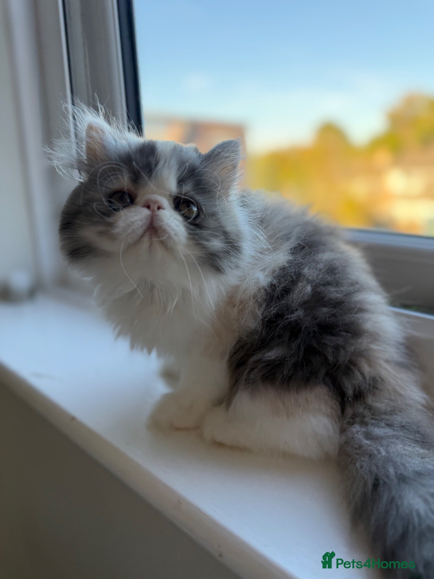 Persian cats for sale: Calico Exotic short hair / Persian - Advert 11