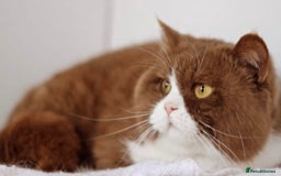 British Shorthair cats for sale: 🏆 For Sale GCCF Registered Active Male Stud  - Image 1