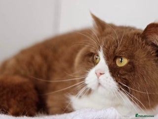 British Shorthair cats - Advert 2