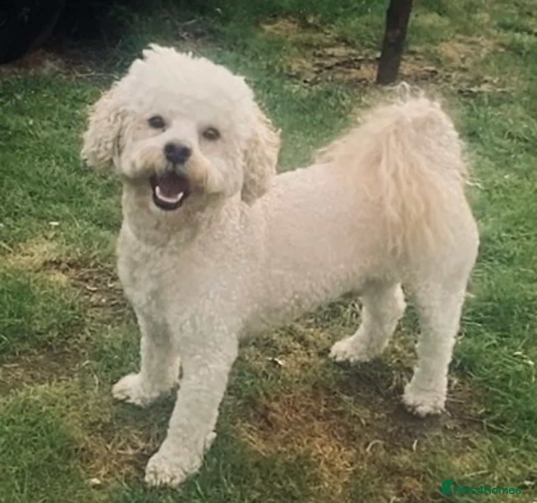 Shihpoo dogs for stud: Shihpoo male (cooper) - Advert 1