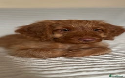 Cockapoo dogs for sale: Rare F1 apricot/ red fox DNA PRCD-PRA clear - Image 31