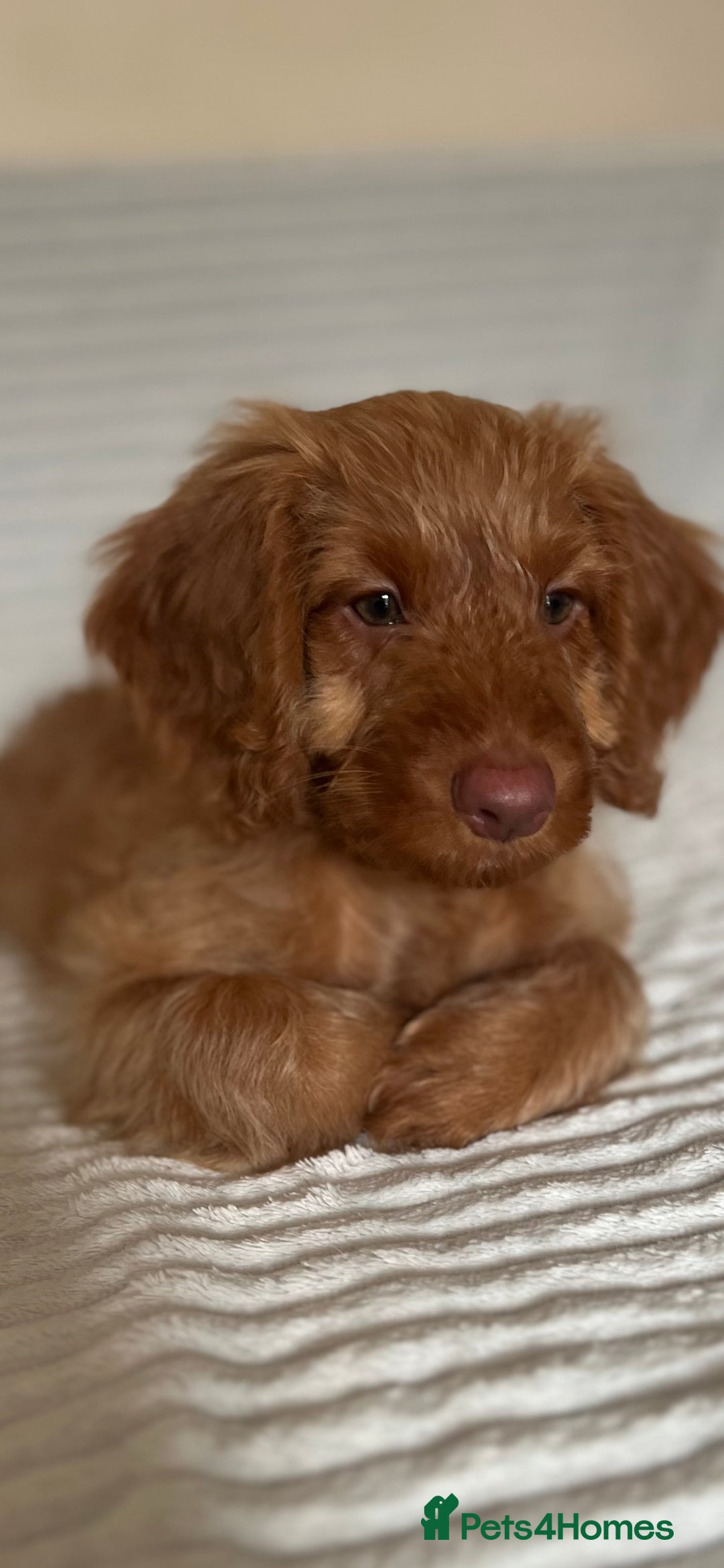 Cockapoo dogs for sale: Rare F1 apricot/ red fox DNA PRCD-PRA clear - Image 31