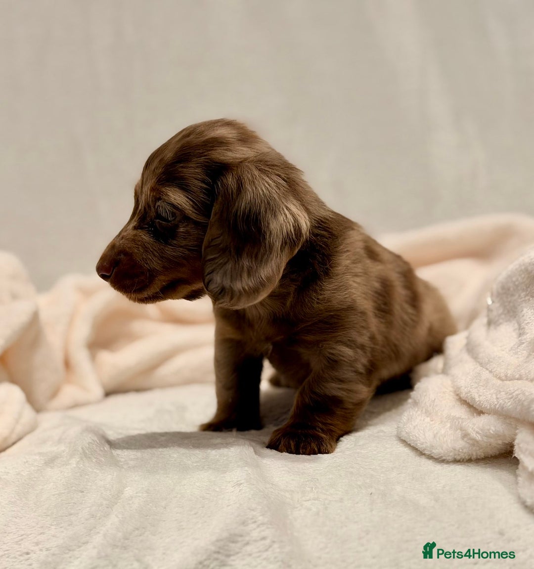 Miniature Dachshund dogs for sale: Long haired dachshund puppie - Advert 9