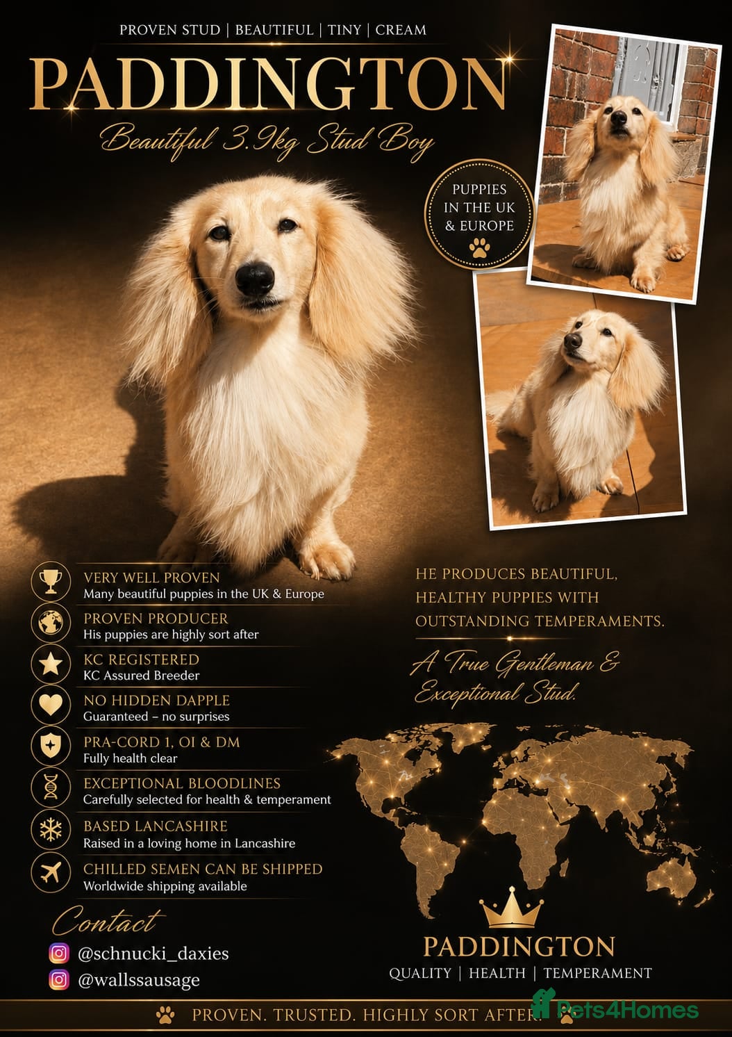 Miniature Dachshund dogs Tiny Cream Long Haired Miniature Dachshund - Advert 20