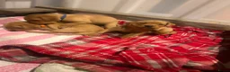 Labrador Retriever dogs for sale: 2 female fox red labrador pups in Southam - Advert 6