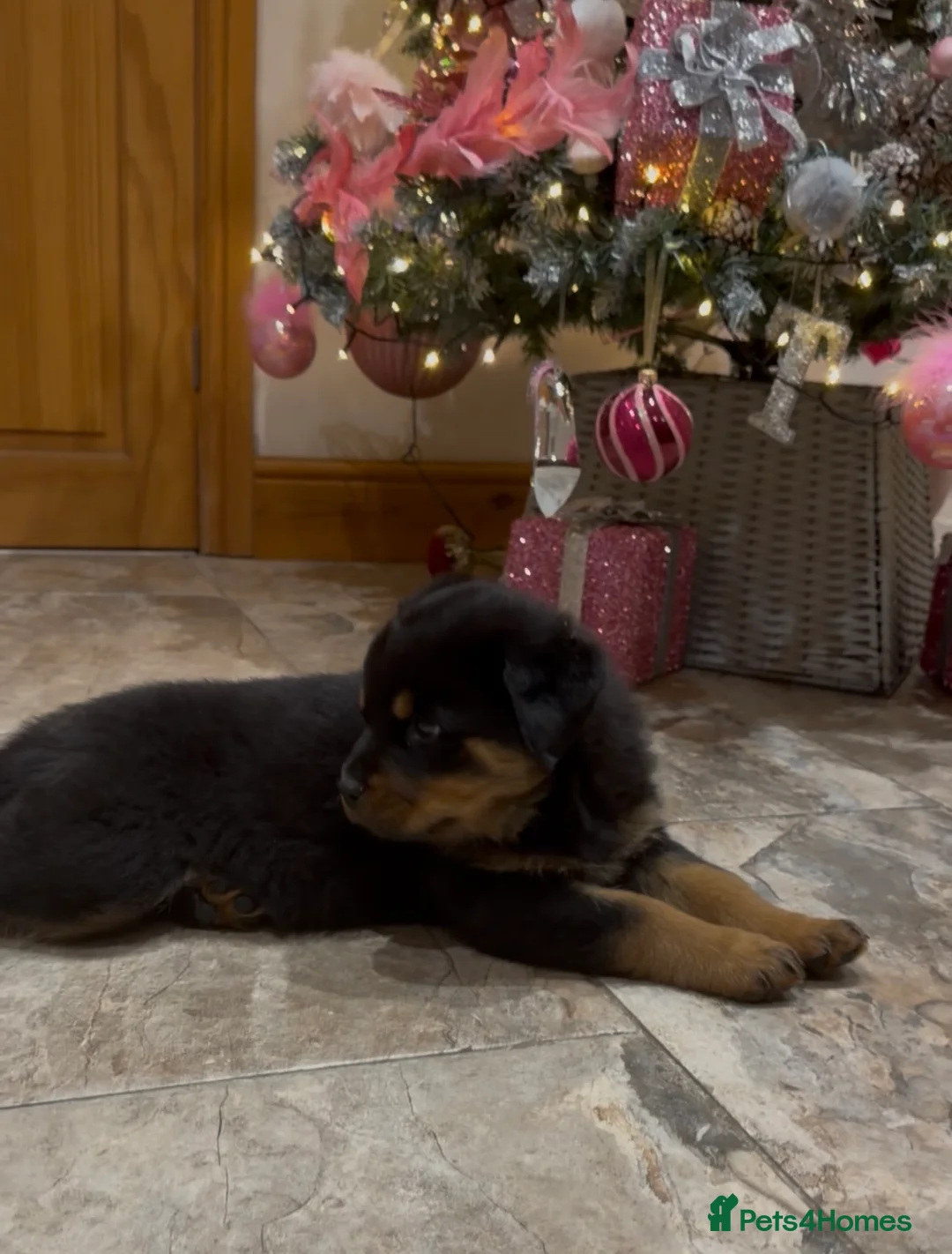Rottweiler dogs for sale: READY NOW 2 female Rottweiler puppies - Advert 26