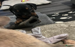 Mixed Breed dogs for sale: Miniature dachshund X French bulldog  - Image 16
