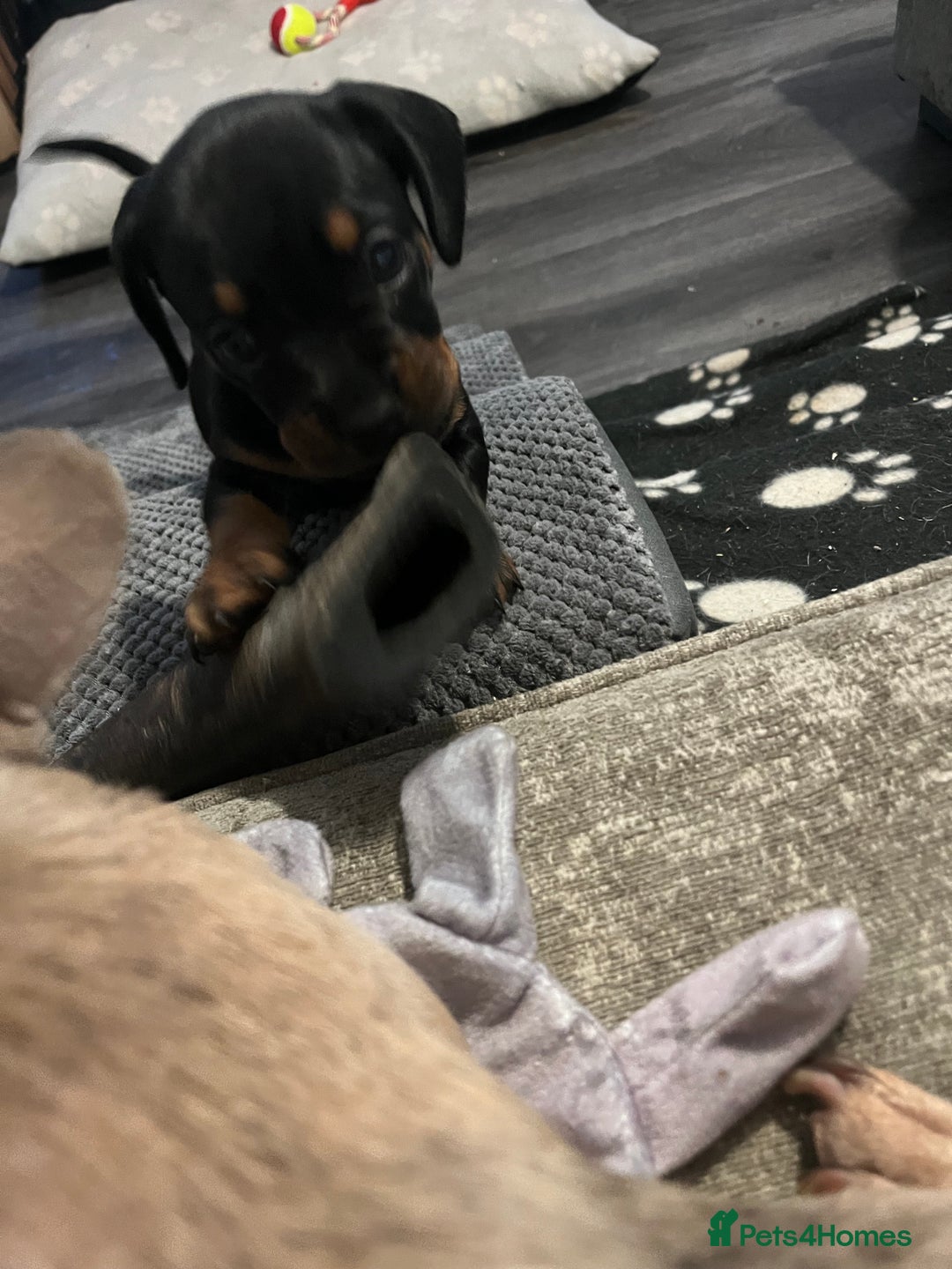 Mixed Breed dogs for sale: Miniature dachshund X French bulldog  - Image 16