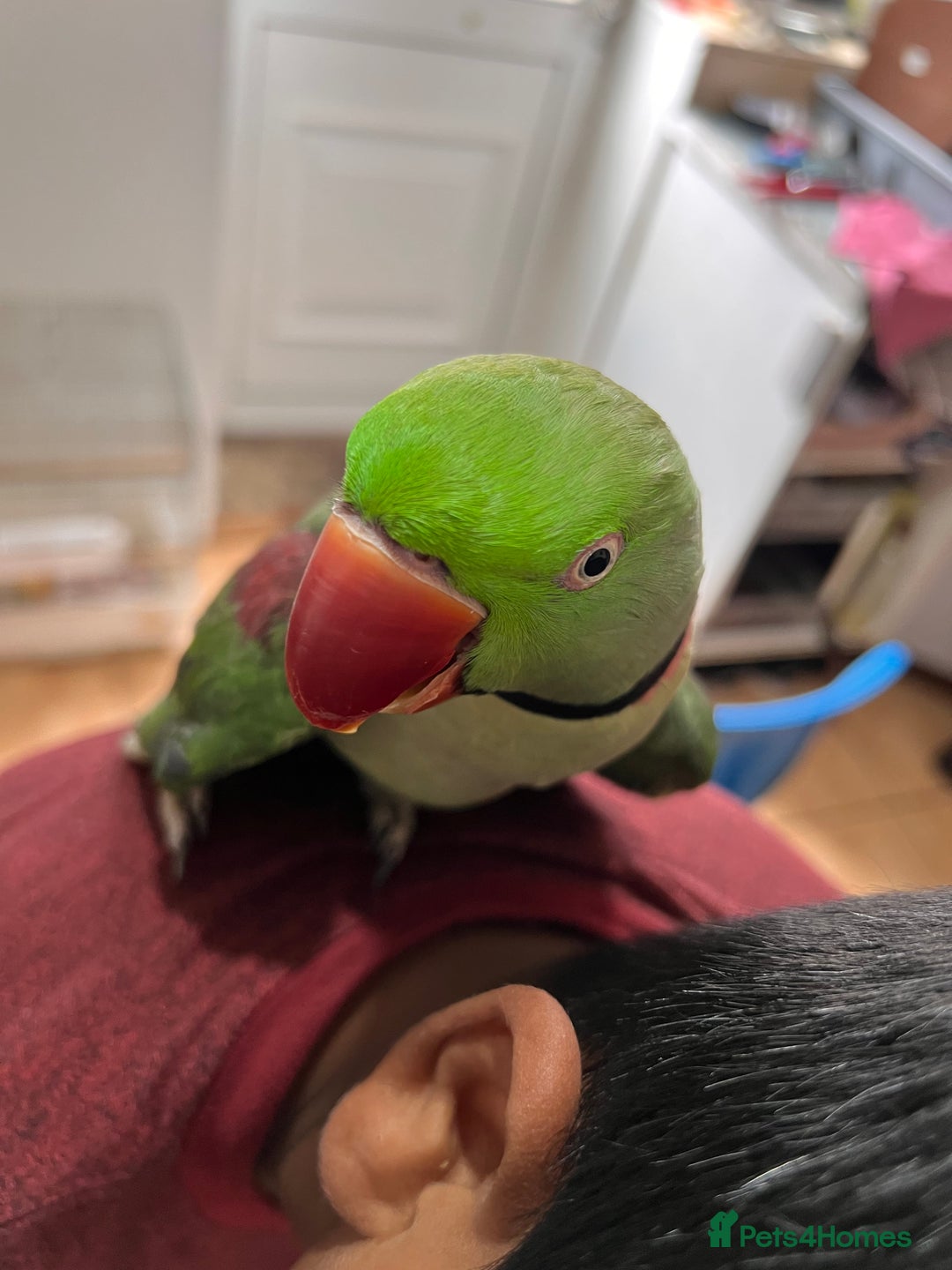 Parrots birds for sale: Alexandrine male - Image 11