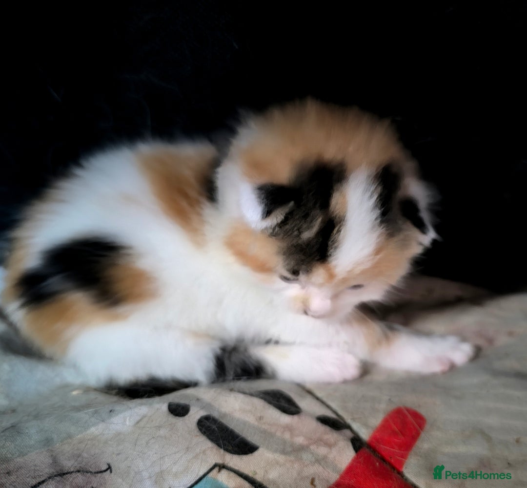Domestic Shorthair cats for sale: 3 beautiful kittens - Image 4