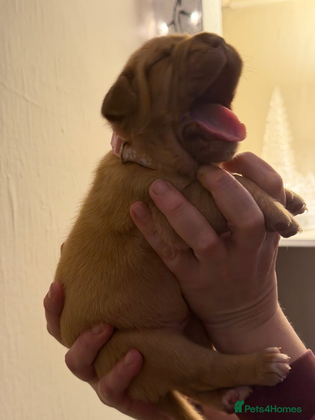 Dogue De Bordeaux dogs for sale: Beautiful Dogue De Bordeaux Puppies - Advert 16