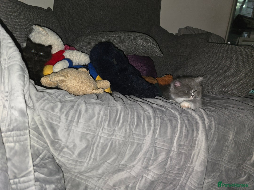 Perdoll cats for sale: Persian ragdoll kittens - Image 3