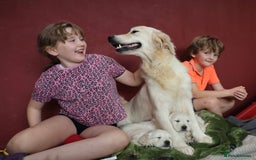 Golden Retriever dogs for sale: KC, Extensively Health tested Parents. Snow white - Image 2