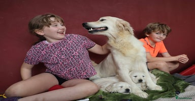 Golden Retriever dogs - Advert 1