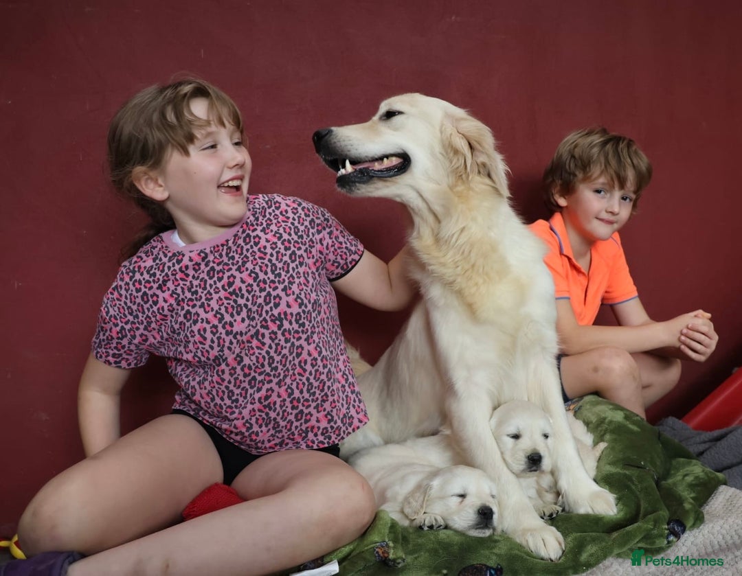 Golden Retriever dogs for sale: KC, Extensively Health tested Parents. Snow white - Image 2