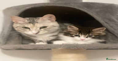 Kurilian Bobtail cats - Advert 1
